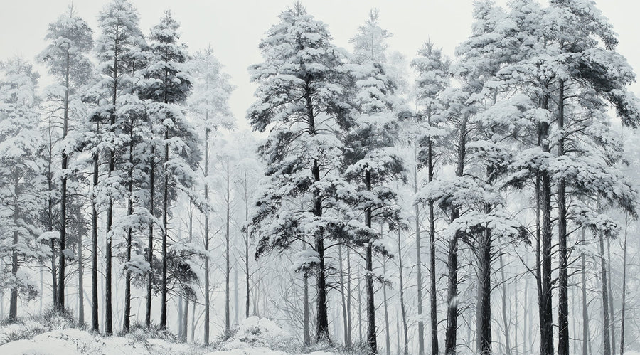 Papier peint mural Forêt de pins enneigée – Papier peint mural Paysage d'hiver monochrome printable artwork