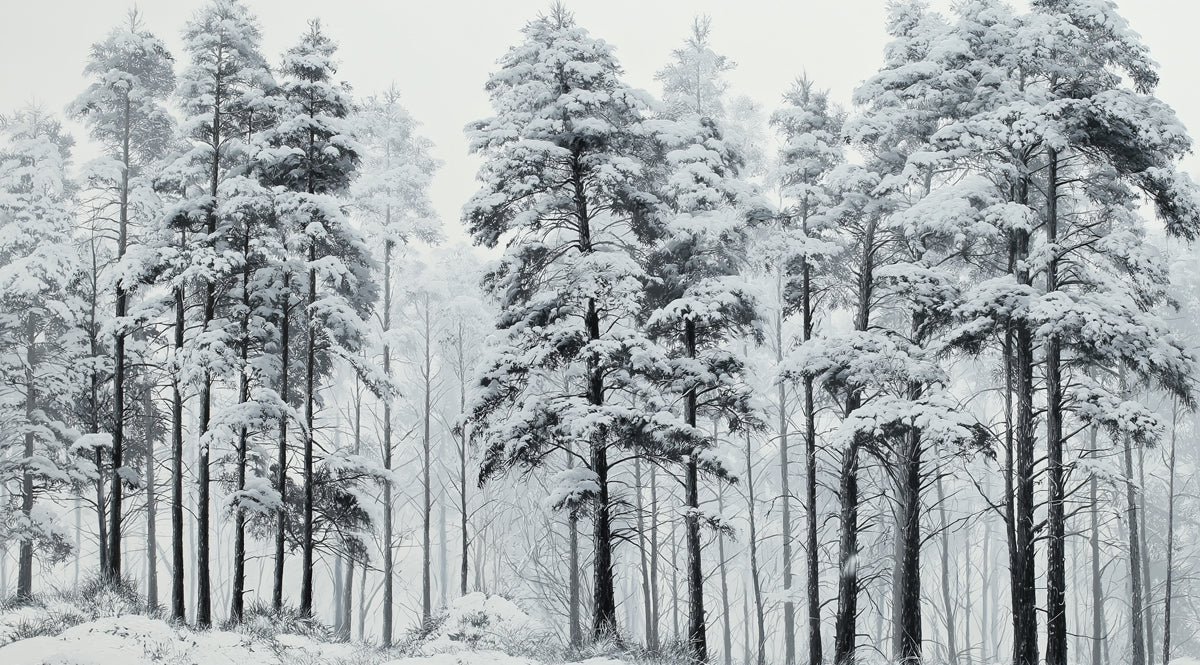 Snowy Pine Forest Mural Wallpaper — Monochrome Winter Landscape Mural Wallpaper - room preview 04