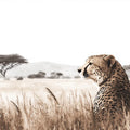 African Cheetah Savanna Mural Wallpaper — Desert Wildlife Illustration Mural Wallpaper - room preview 04