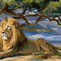 Lion Under Acacia Tree Mural Wallpaper — Safari Wildlife Illustration Mural Wallpaper - room preview 04