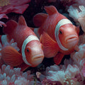 Macro Clownfish and Anemone Mural Wallpaper — Surreal Floral Art Mural Wallpaper - room preview 04