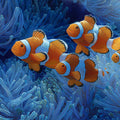 Clownfish and Blue Anemone Oil Painting Mural Mural Wallpaper - room preview 04