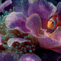 Clownfish and Purple Anemone Mural Wallpaper —Macro Underwater Art Mural Wallpaper - room preview 04
