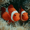 Clownfish and Anemone Impasto Style Mural Wallpaper - room preview 04