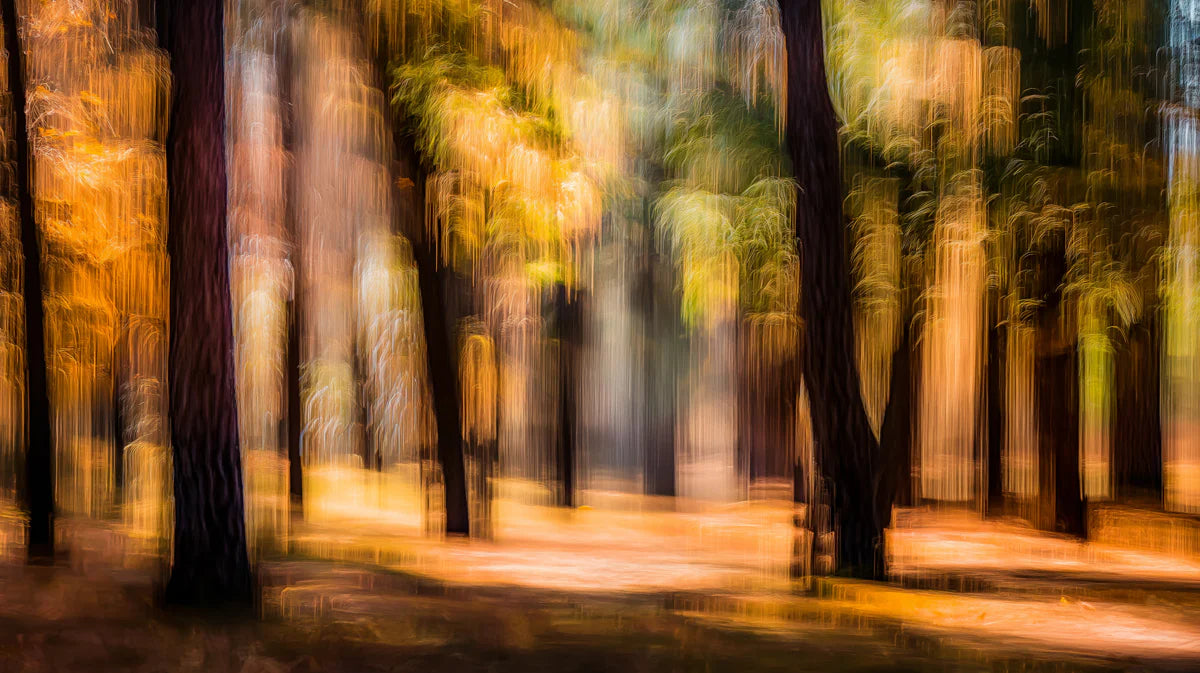 Autumn Forest Motion Blur Mural Wallpaper — Ethereal Woodland Art Mural Wallpaper - room preview 04