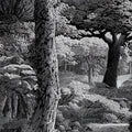 Primeval Fern Grove Mural Wallpaper — Dramatic Monochrome Etching Mural Wallpaper - room preview 04