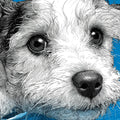 Dog Splash Portrait Mural Wallpaper — Dynamic Illustration Art Mural Wallpaper - room preview 04