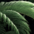Deep Forest Fern Mural Wallpaper — Impressionistic Oil Painting Mural Wallpaper - room preview 04