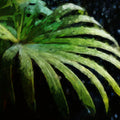 Deep Tropical Palm Leaf Mural Wallpaper — Moody Botanical Art Mural Wallpaper - room preview 04