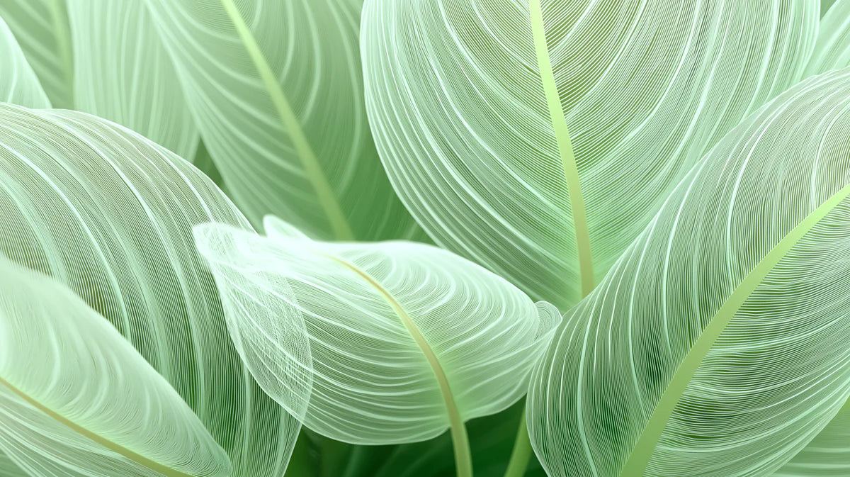 Macro Leaf Vein Mural Wallpaper — Modern Botanical Line Art Mural Wallpaper - room preview 04