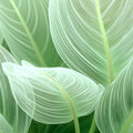Macro Leaf Vein Mural Wallpaper — Modern Botanical Line Art Mural Wallpaper - room preview 04