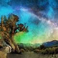 Gnarled Ancient Tree Starry Sky Mural Wallpaper — Artistic Night Mural Wallpaper - room preview 04
