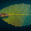 Floating Leaf Boat Aerial Mural Wallpaper — Surreal Nature Art Mural Wallpaper - room preview 04