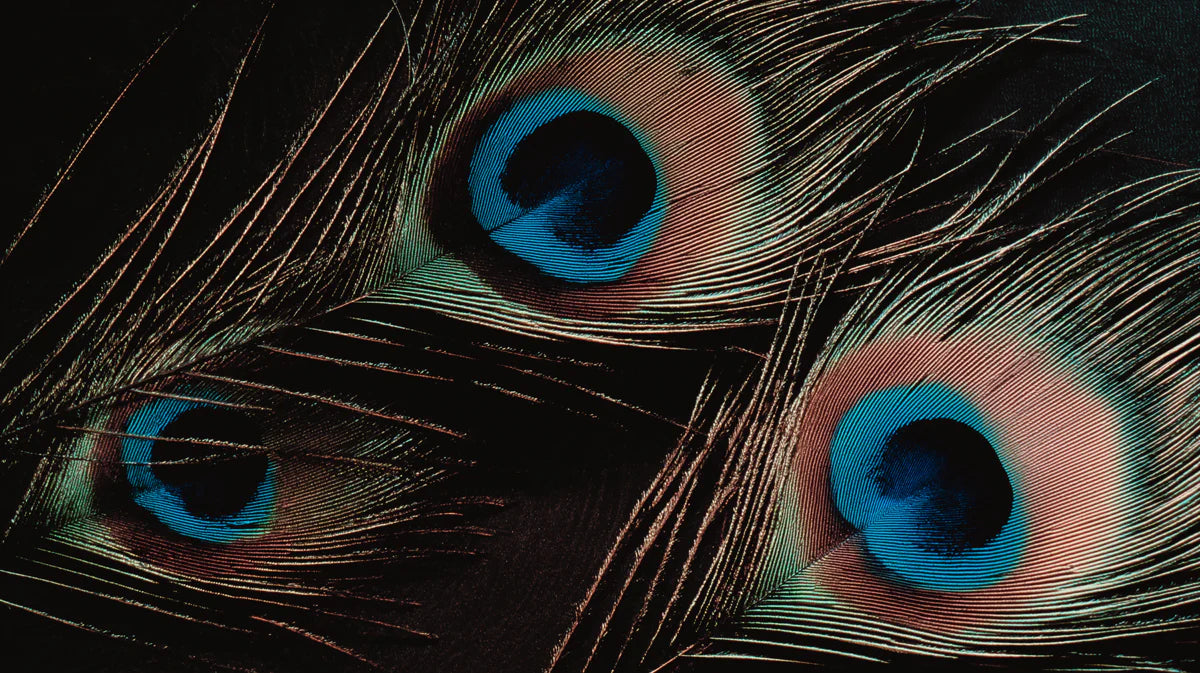 Macro Peacock Feather Mural Wallpaper — Moody Dark Decor Mural Wallpaper - room preview 04