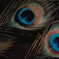Macro Peacock Feather Mural Wallpaper — Moody Dark Decor Mural Wallpaper - room preview 04