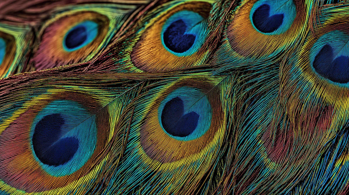 Macro Peacock Feather Mural Wallpaper — Vibrant Iridescent Detail Mural Wallpaper - room preview 04