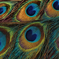 Macro Peacock Feather Mural Wallpaper — Vibrant Iridescent Detail Mural Wallpaper - room preview 04