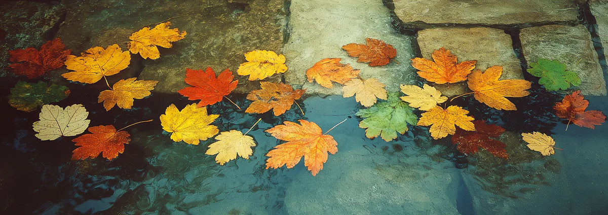 Autumn Maple Leaf Water Mural Wallpaper — Seasonal Nature Decor Mural Wallpaper - room preview 04