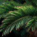 Impasto Palm Leaf Mural Wallpaper —Moody Botanical Art Mural Wallpaper - room preview 04