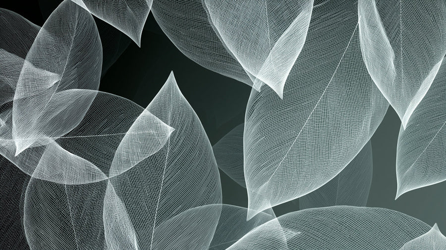 Abstract Wallpaper Mural – Modern Art Wall Mural – Abstract White Skeleton Leaf Mural Minimalist Monochrome Botanical printable artwork