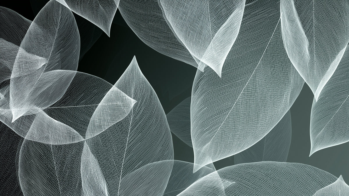 Abstract White Skeleton Leaf Mural Minimalist Monochrome Botanical Wallpaper Mural Wallpaper - room preview 04
