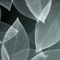 Abstract White Skeleton Leaf Mural Minimalist Monochrome Botanical Wallpaper Mural Wallpaper - room preview 04