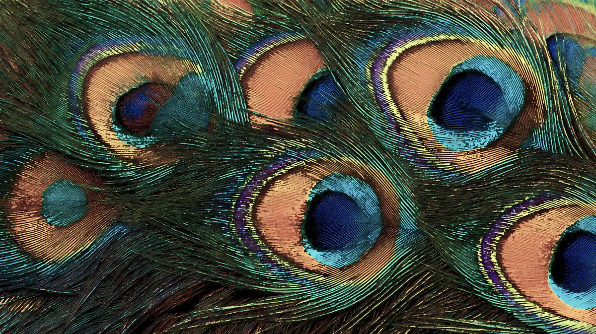 Macro Peacock Feather Mural Wallpaper — Luxurious Nature Pattern Mural Wallpaper - room preview 04