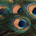 Macro Peacock Feather Mural Wallpaper — Luxurious Nature Pattern Mural Wallpaper - room preview 04