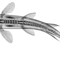 Koi X-Ray Anatomy Mural Wallpaper — Scientific Monochrome Minimalist Mural Wallpaper - room preview 04