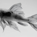 Transparent Koi Fish Mural Wallpaper — Minimalist Ink Style Mural Wallpaper - room preview 04