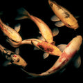 Golden Koi Swirl Mural Wallpaper — Artistic Fluid Art Pattern Mural Wallpaper - room preview 04