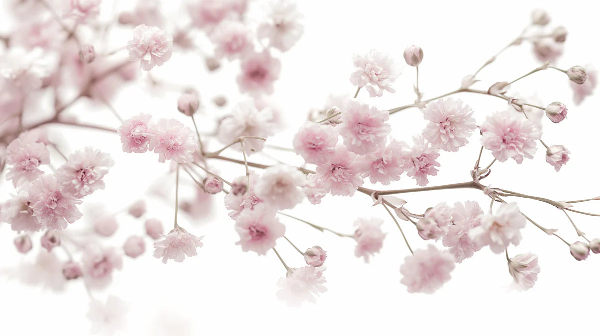 Macro Baby's Breath Mural Wallpaper — Soft Pink Floral Design Mural Wallpaper - room preview 04