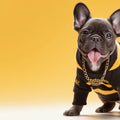 Hypebeast French Bulldog Mural Wallpaper —Vibrant Urban Style Mural Wallpaper - room preview 04