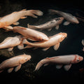 Floating Koi Fish Mural Wallpaper — Dramatic Monochrome Pond Art Mural Wallpaper - room preview 04