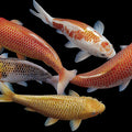 Imperial Koi School Mural Wallpaper — Deep Black Traditional Art Mural Wallpaper - room preview 04