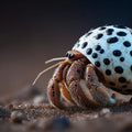 Hermit Crab Macro Mural Wallpaper — Surreal Marine Life Decor Mural Wallpaper - room preview 04