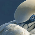 Gannet Macro Portrait Mural Wallpaper — Minimalist Nature Decor Mural Wallpaper - room preview 04