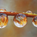 Golden Dewdrop Macro Mural Wallpaper — Artistic Botanical Detail Mural Wallpaper - room preview 04