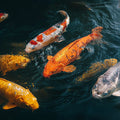 Koi Pond Flow Mural Wallpaper —Realistic Aquatic Nature Scene Mural Wallpaper - room preview 04