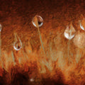 Warm Earthy Moss & Spores Wall Mural Impressionist Nature Texture & Golden Amber Botanical Art Mural Wallpaper - room preview 04