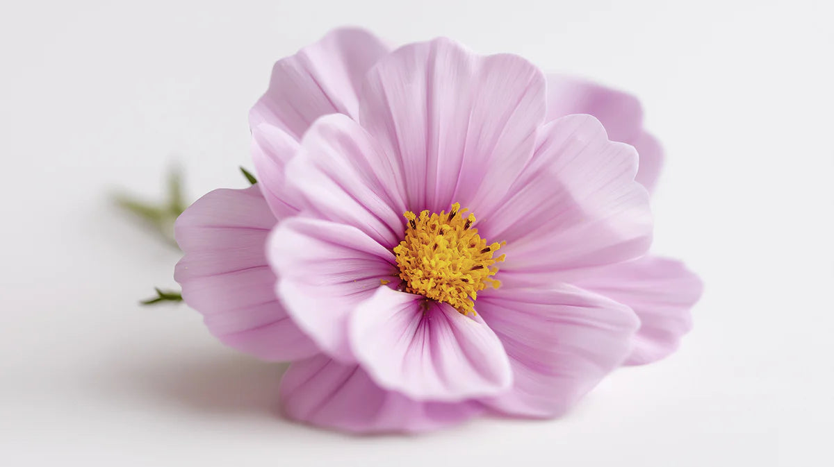 Macro Cosmos Flower Mural Wallpaper — Soft Minimalist Floral Mural Wallpaper - room preview 04