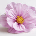 Macro Cosmos Flower Mural Wallpaper — Soft Minimalist Floral Mural Wallpaper - room preview 04