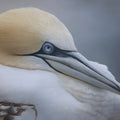 Northern Gannet Bird Portrait Mural Wallpaper — Minimalist Decor Mural Wallpaper - room preview 04