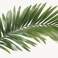 Minimalist Palm Leaf Mural Wallpaper — Clean Botanical Print Mural Wallpaper - room preview 04