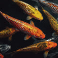 Koi Pond Swimming Mural Wallpaper — Bold High Contrast Aquatic Art Mural Wallpaper - room preview 04