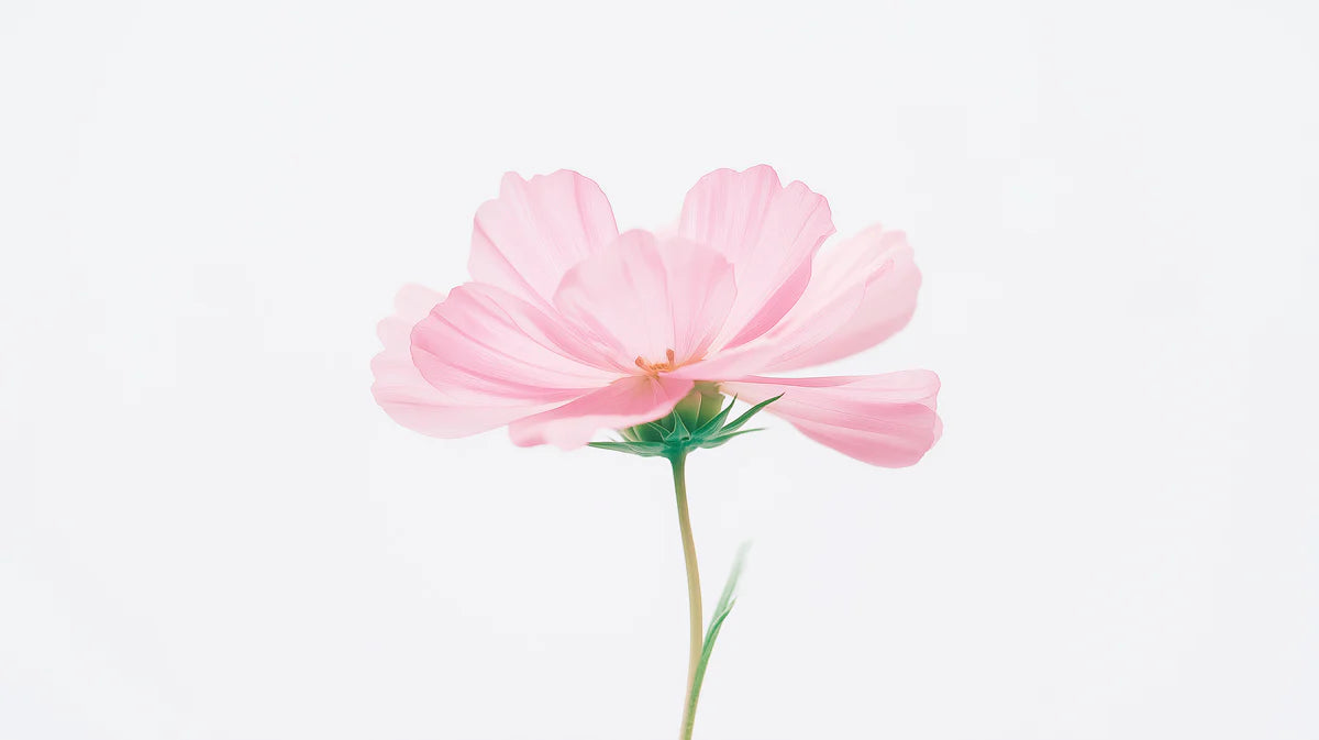 Macro Cosmos Flower Mural Wallpaper — Soft Minimalist Floral Mural Wallpaper - room preview 04