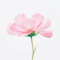 Macro Cosmos Flower Mural Wallpaper — Soft Minimalist Floral Mural Wallpaper - room preview 04
