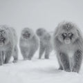 Snow Monkey Winter Landscape Mural Wallpaper — Minimalist Photography Mural Wallpaper - room preview 04
