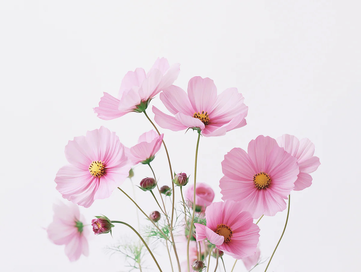 Cosmos Floral Bouquet Mural Wallpaper — Soft Pastel Garden Mural Wallpaper - room preview 04