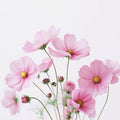 Cosmos Floral Bouquet Mural Wallpaper — Soft Pastel Garden Mural Wallpaper - room preview 04